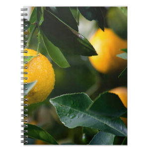 Carnet Photographie des fruits des citronniers