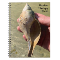 Photographie d'escargot marin à coquille de tulipe