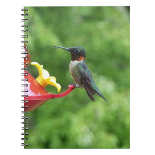 Carnet Photographie d'oiseau de colibri à gorge rubis