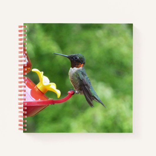 Carnet Photographie d'oiseau de colibri à gorge rubis (Devant)