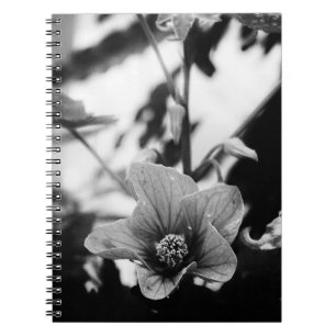 Carnet Photographie noir et blanc Abutilon Pictum Flower