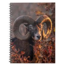 Photographie originale de faune sauvage de mouflon