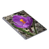 Carnet Photos de fleurs de Crocus jaune et violet au prin (Côté Droit)