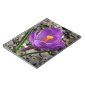 Carnet Photos de fleurs de Crocus jaune et violet au prin (Côté gauche)