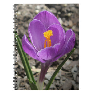Carnet Photos de fleurs de Crocus jaune et violet au prin