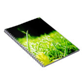 Carnet piaulement (Côté Droit)