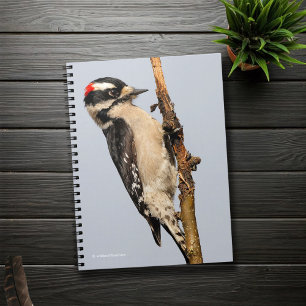Carnet Pic Downy mou sur arbre aux fruits