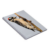 Carnet Pic Downy mou sur arbre aux fruits (Côté Droit)