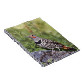 Carnet Pic flamboyant, Colaptes auratus, à hampe rouge (Côté Droit)