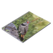 Carnet Pic flamboyant, Colaptes auratus, à hampe rouge (Côté gauche)