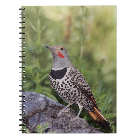 Carnet Pic flamboyant, Colaptes auratus, à hampe rouge (Devant)