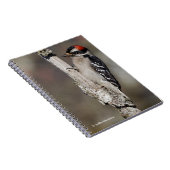 Carnet Pic mou Downy sur l'arbre (Côté Droit)