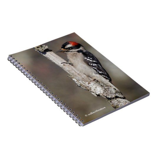 Carnet Pic mou Downy sur l'arbre (Côté Droit)