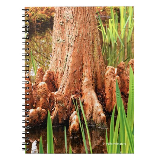 Carnet Pieds Baldaquin Cypress (Devant)