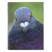 Carnet Pigeon (Devant)