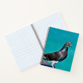 Carnet Pigeon Avec Vue (Intérieur)