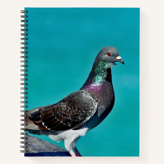 Carnet Pigeon Avec Vue (Devant)