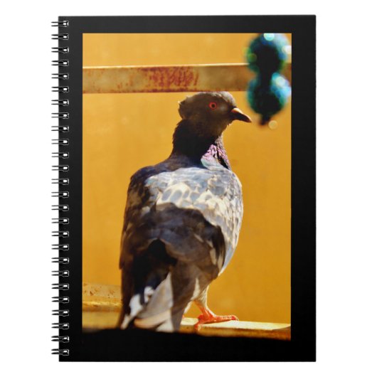 Carnet Pigeon pacifique (Devant)