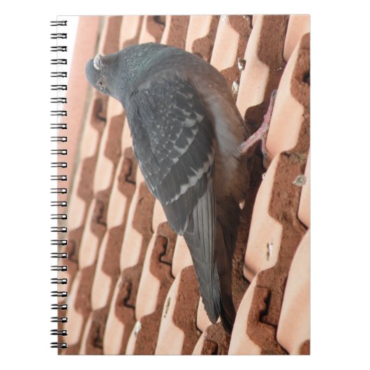 Carnet Pigeon sur le toit (Devant)