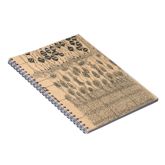 Carnet Piles Dessin Oeil Retina Santiago Ramon Y Cajal (Côté Droit)