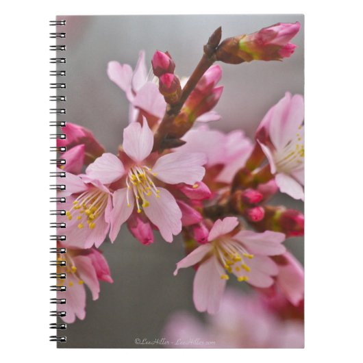 Carnet Pink Against A Gray Sky Japanese Cherry Blossoms (Devant)