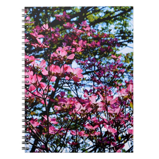 Carnet Pink flowering Dogwood tree (Devant)
