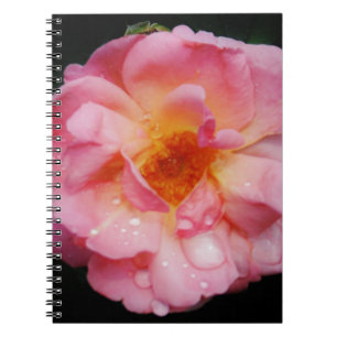 Carnet Pink Rose w/ Dew Drops Black Background