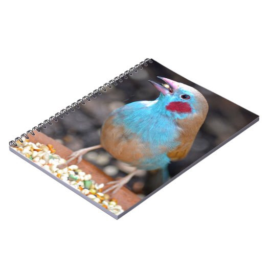 Carnet Pinson de cordon bleu (Côté gauche)