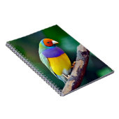 Carnet Pinson gouldian coloré (Côté Droit)