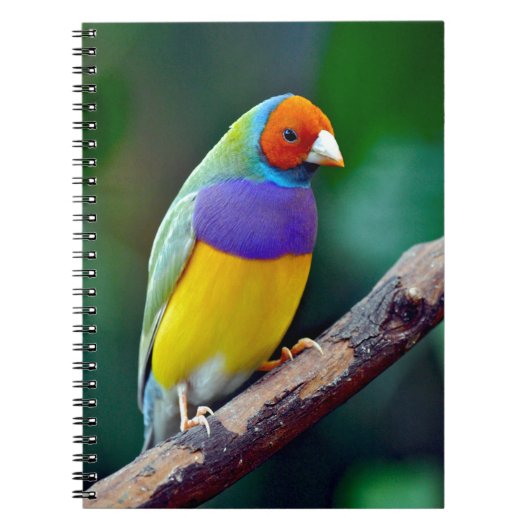 Carnet Pinson gouldian coloré (Devant)