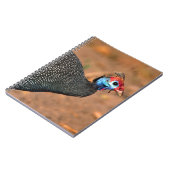 Carnet Pintade huppée (Numida meleagris). Afrique, (Côté gauche)