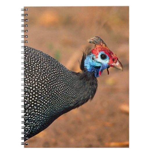 Carnet Pintade huppée (Numida meleagris). Afrique, (Devant)