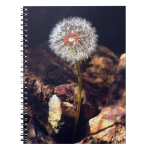 Carnet Pissenlit