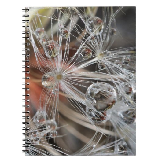 Carnet Pissenlit Abstrait (Devant)