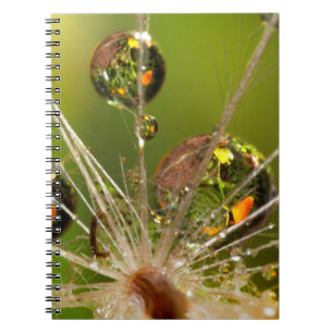 Carnet Pissenlit et gouttelettes d'eau