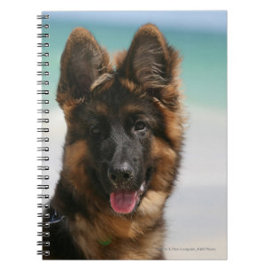 Carnet Plage aux cheveux longs de berger allemand