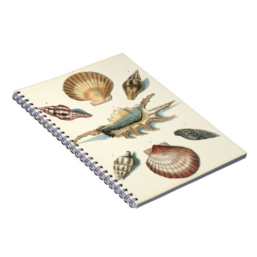 Carnet Plage de Shell soignée (Côté Droit)