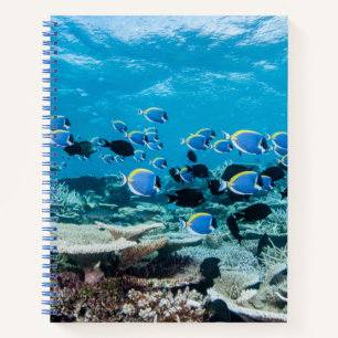 Carnet Plages tropicales Esturgeon Parmi le corail