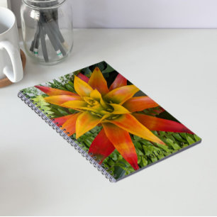Carnet plante de bromélie Guzmania florale