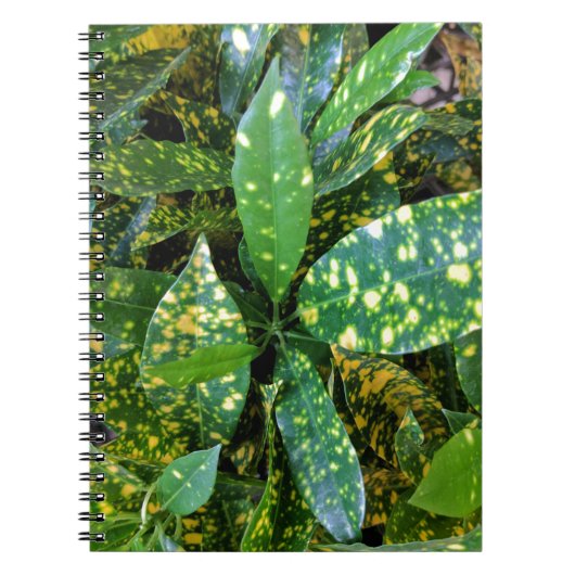 Carnet Plante de Croton (Devant)