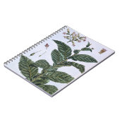 Carnet Plante de tabac, plat 7, de 'collection Precieuse (Côté gauche)