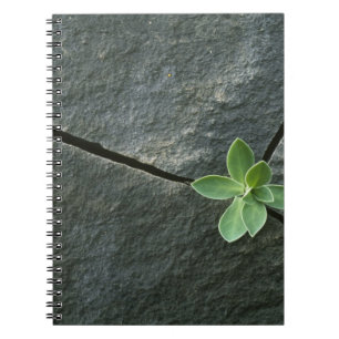 Carnet Plante s'élevant à Boulder criqué