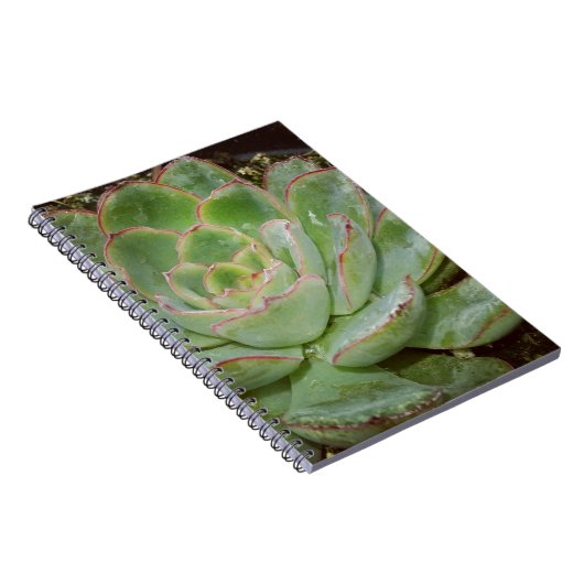 Carnet Plante Succulent (Côté Droit)