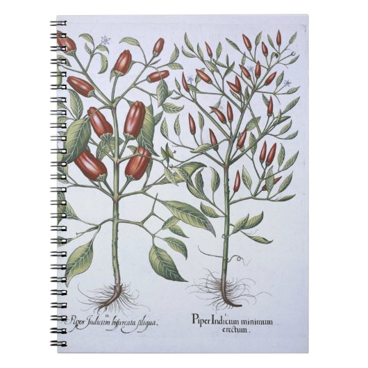 Carnet Plantes de poivre de piments, du 'Hortus (Devant)