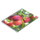 Carnet Plum cerise sur branche (Côté gauche)