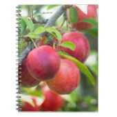 Carnet Plum cerise sur branche (Devant)