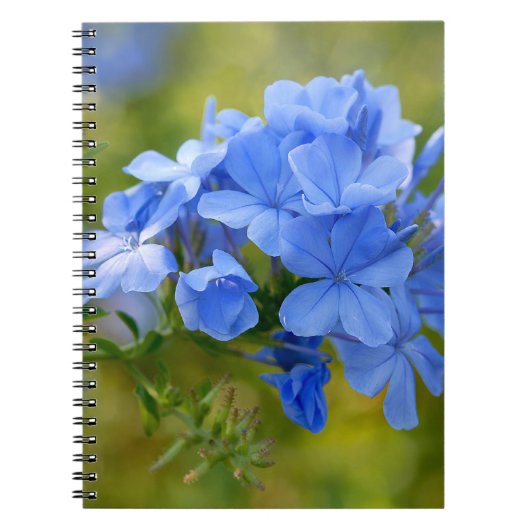 Carnet Plumbago - Photo de fleurs d'été bleues (Devant)