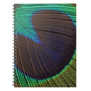 Carnet Plume de paon