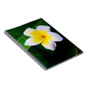 Carnet plumérie (Côté Droit)