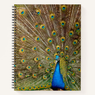 Carnet Plumes de queue de paon